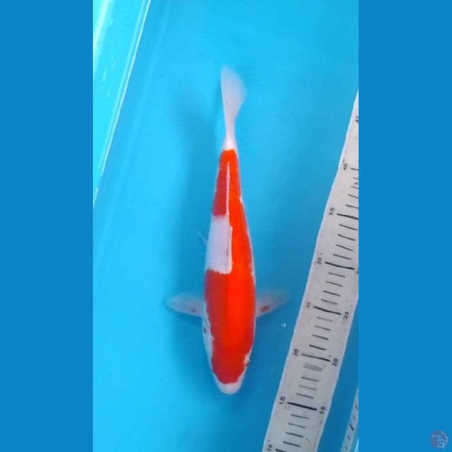 Strong Kohaku 32cm (F)
