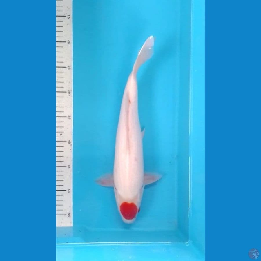 Tancho Kohaku 37cm (F)