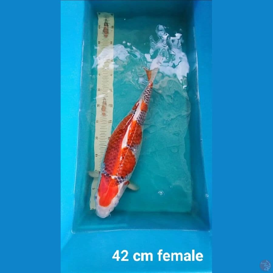 Goshiki 42 cm