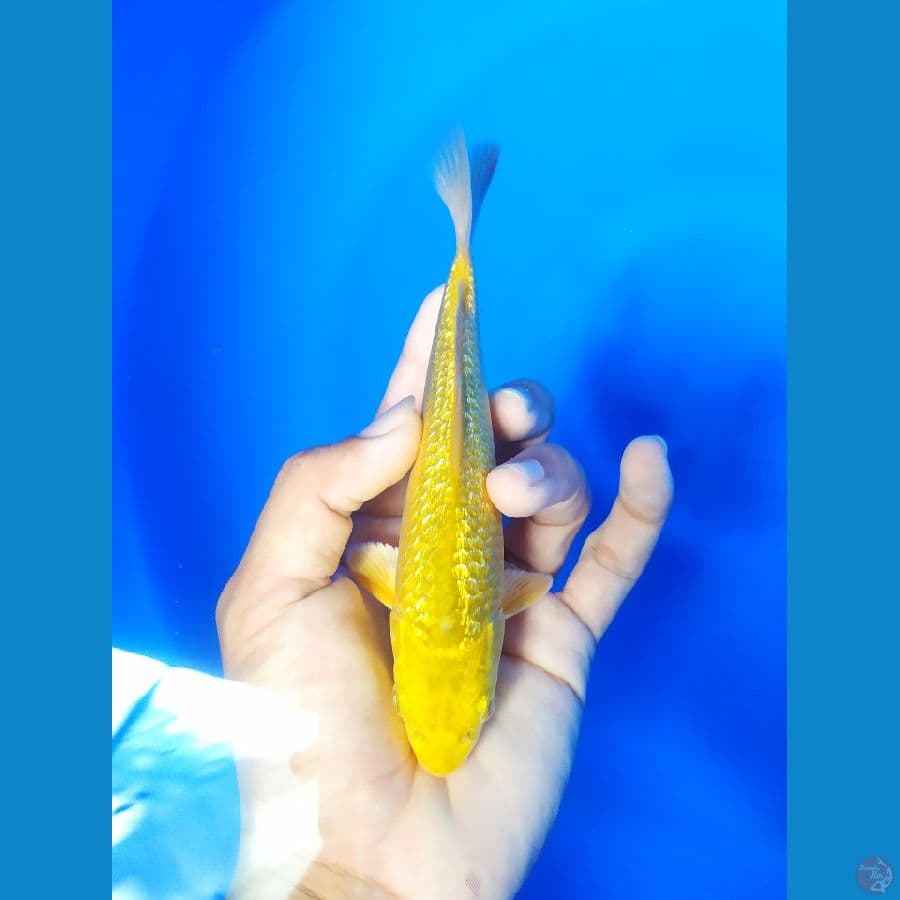 Karashi full ghindrin 17cm SQ