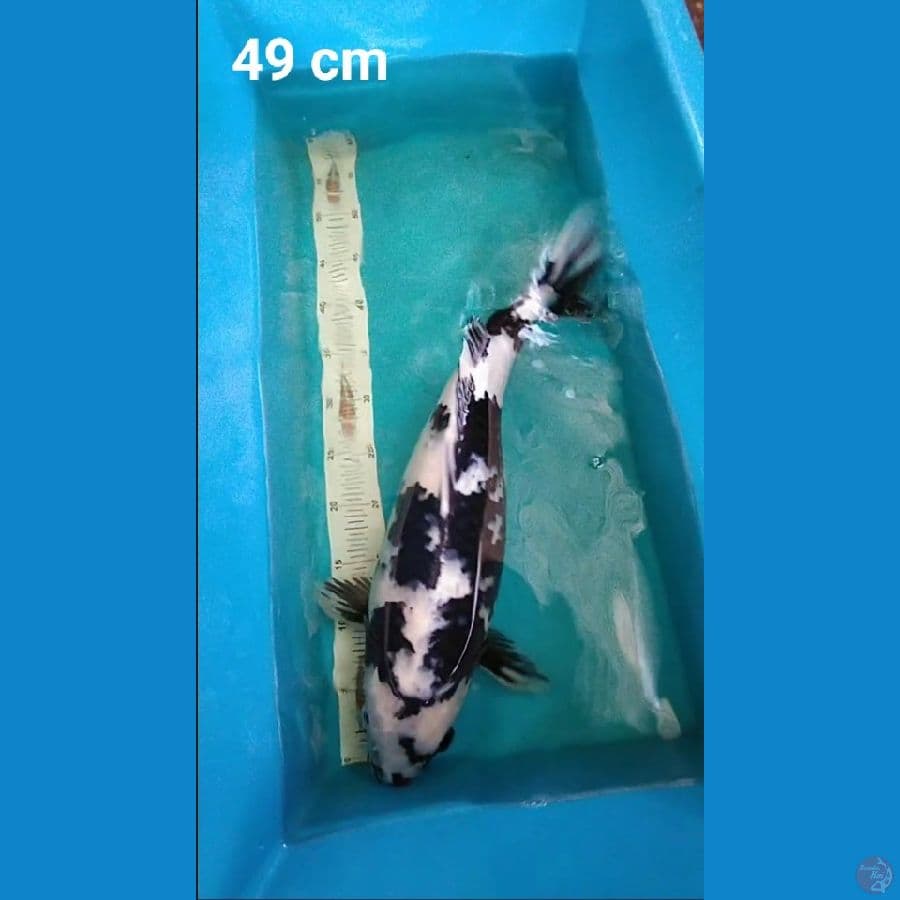 Shiro usturi 49 cm