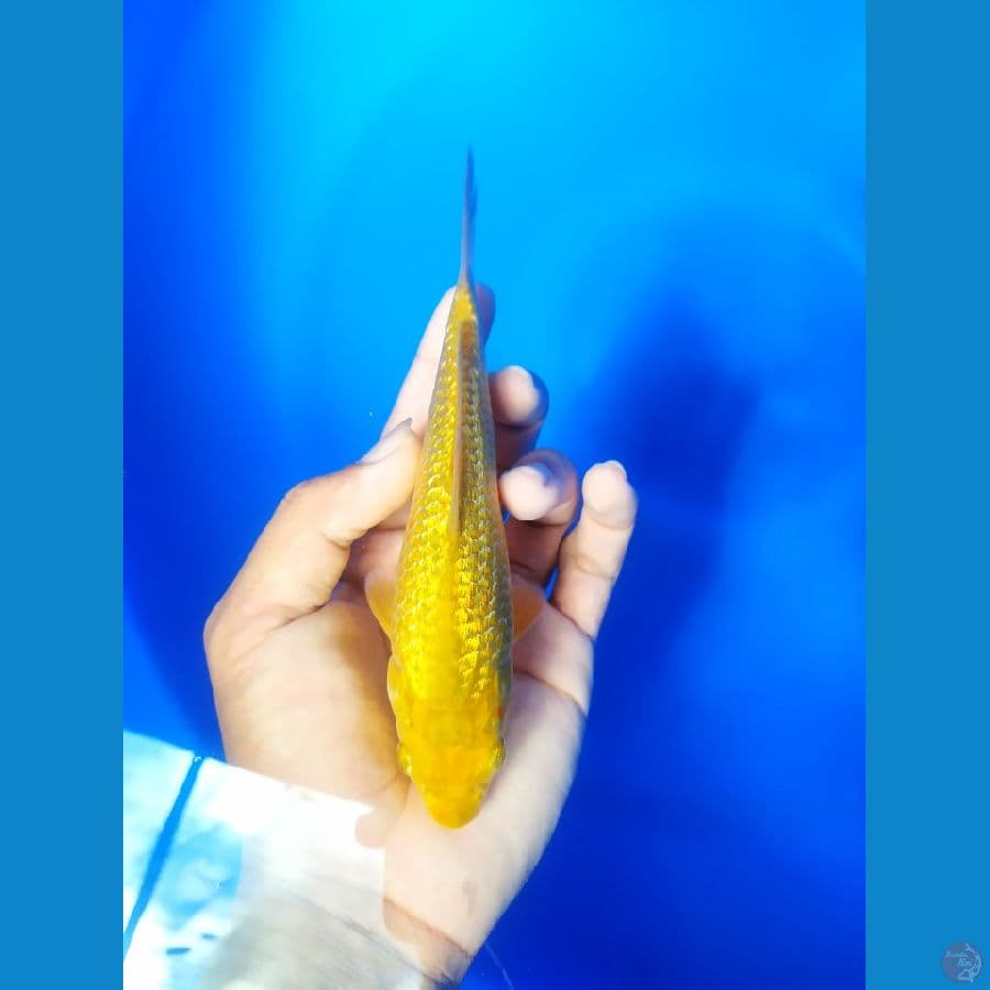 Karashi full ghindrin 17cm