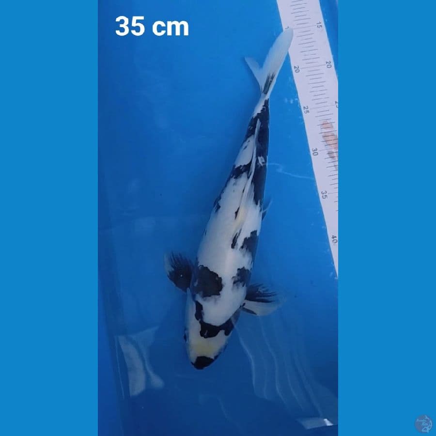 Shiro usturi 35 cm