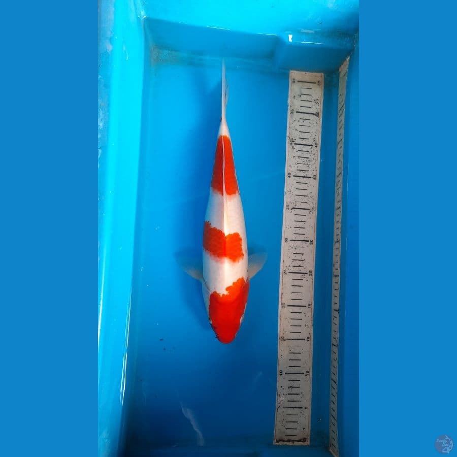 kohaku