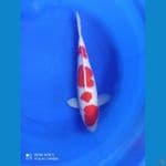 MURAY KOIFARM-KOHAKU 37 CM MALE
