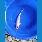 MURAY KOIFARM-TANCHO ORIGINAL 37 CM MALE 