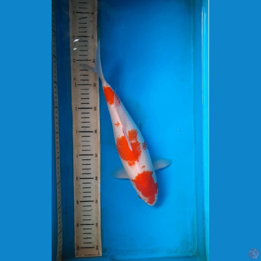 kohaku