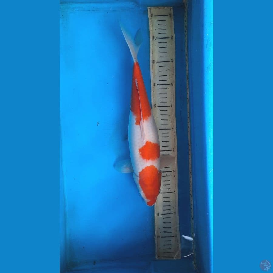 kohaku