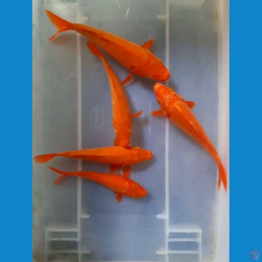 red karasi