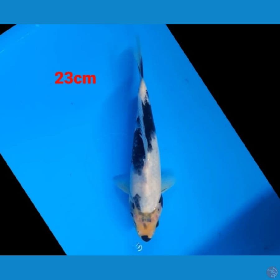 shiro 23cm tategoi