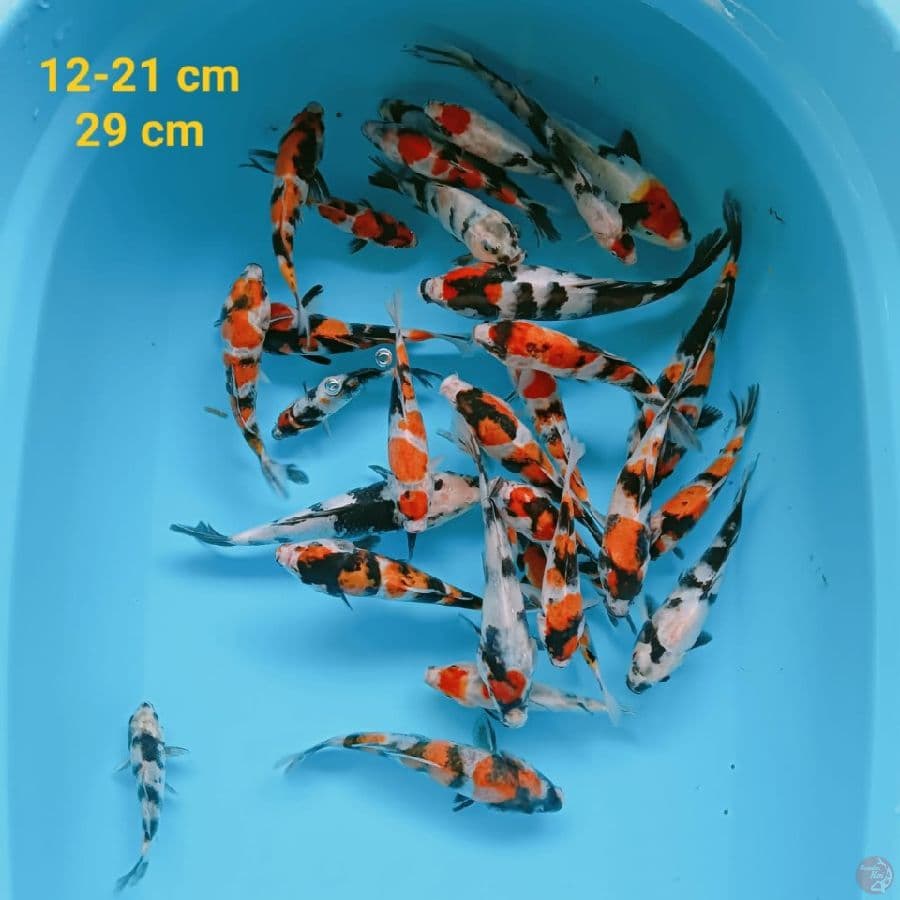 Gosanke | 12-21 cm | Uncheck