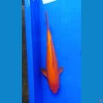 RED KARASHI 30 CM