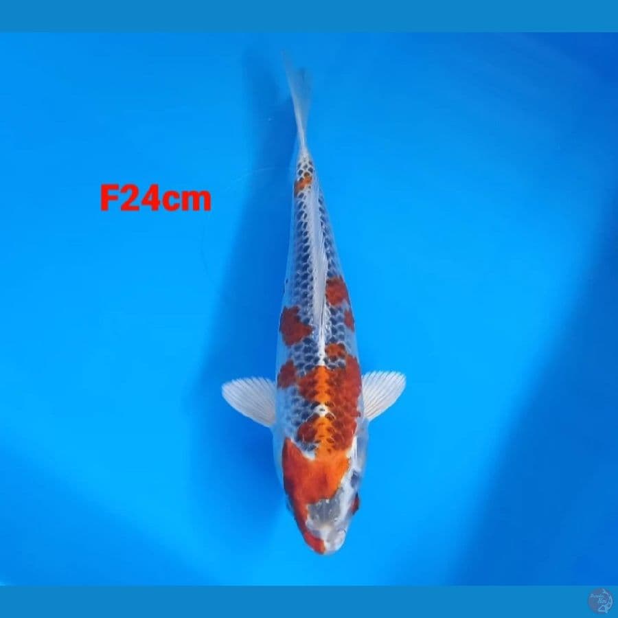 kujaku 24cm female
