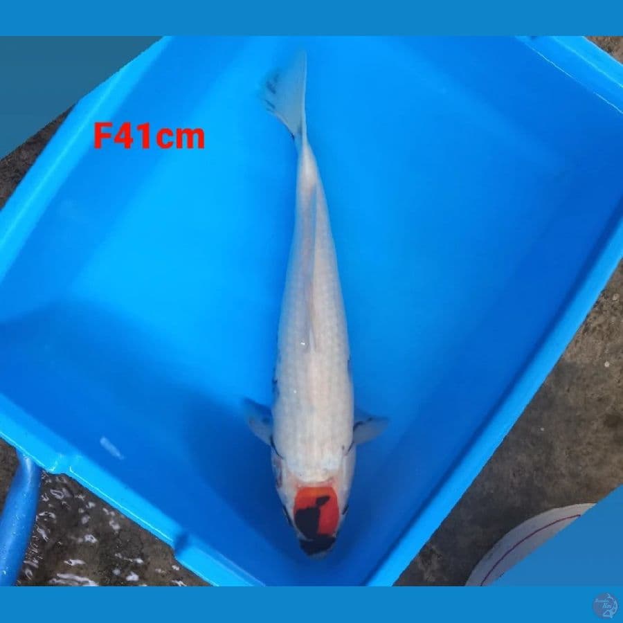 tc showa 41cm female