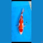 kohaku... 44cm