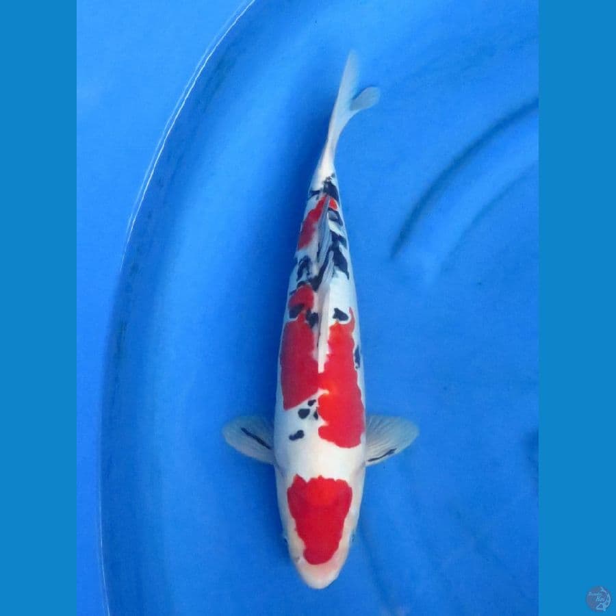 Red Sanke Doitsu 