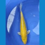 OGON BANANA