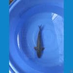 BLACK GINRIN BODY TERPEDO