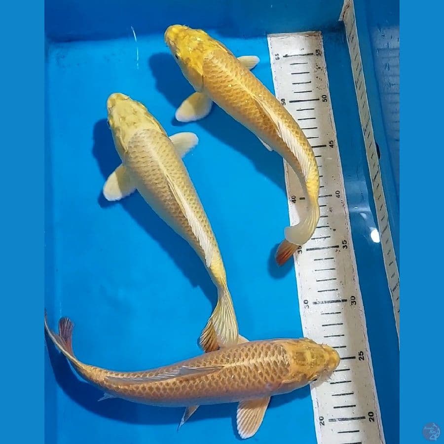 yamabuki ogon 26-27 cm