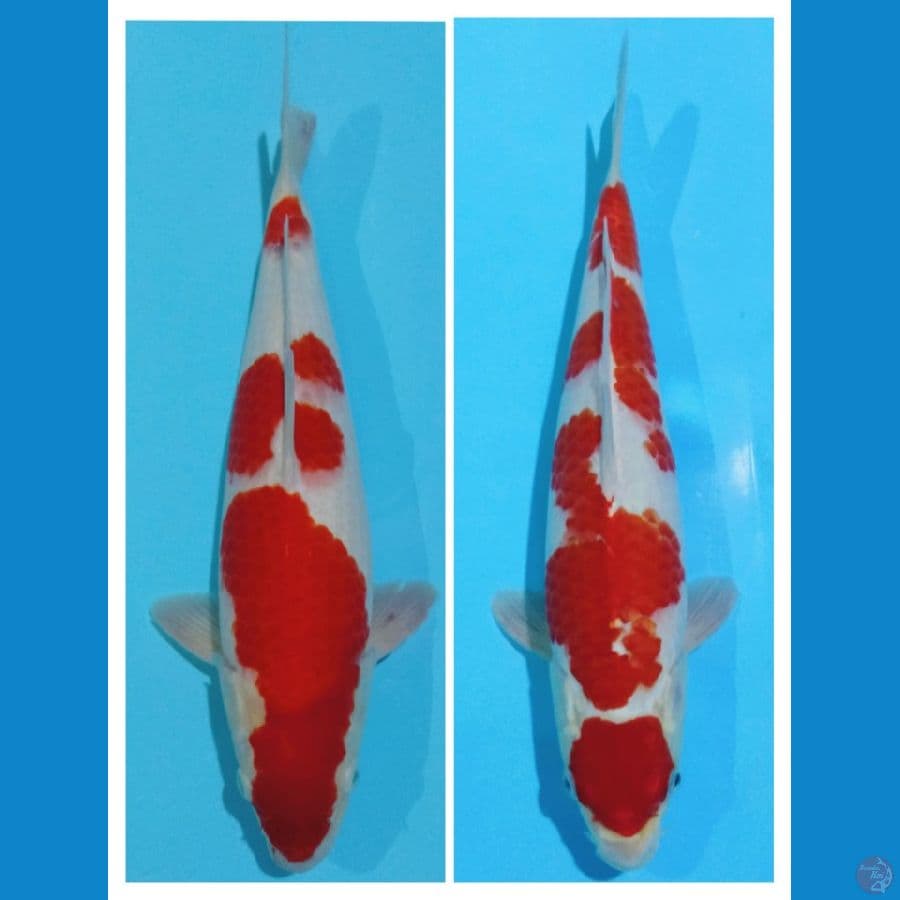 original kohaku 38-38cm 