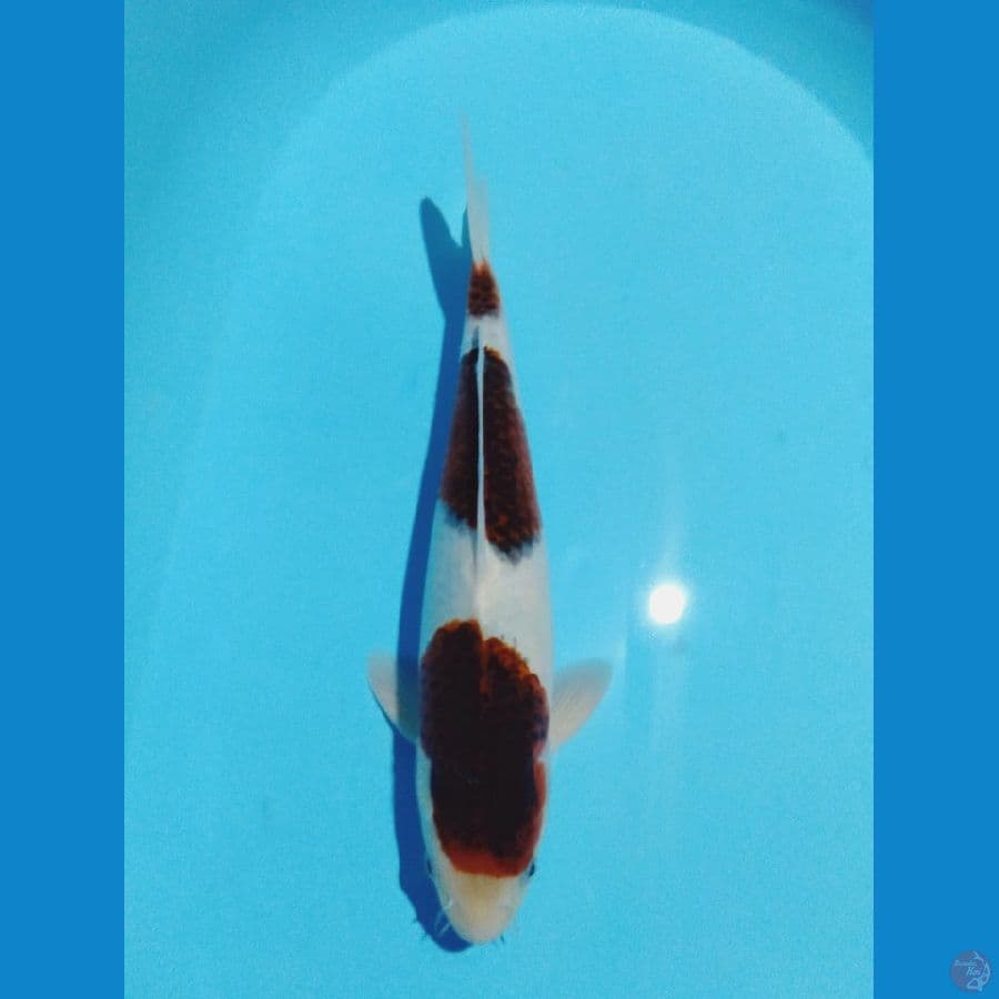 koromo 34cm (male)