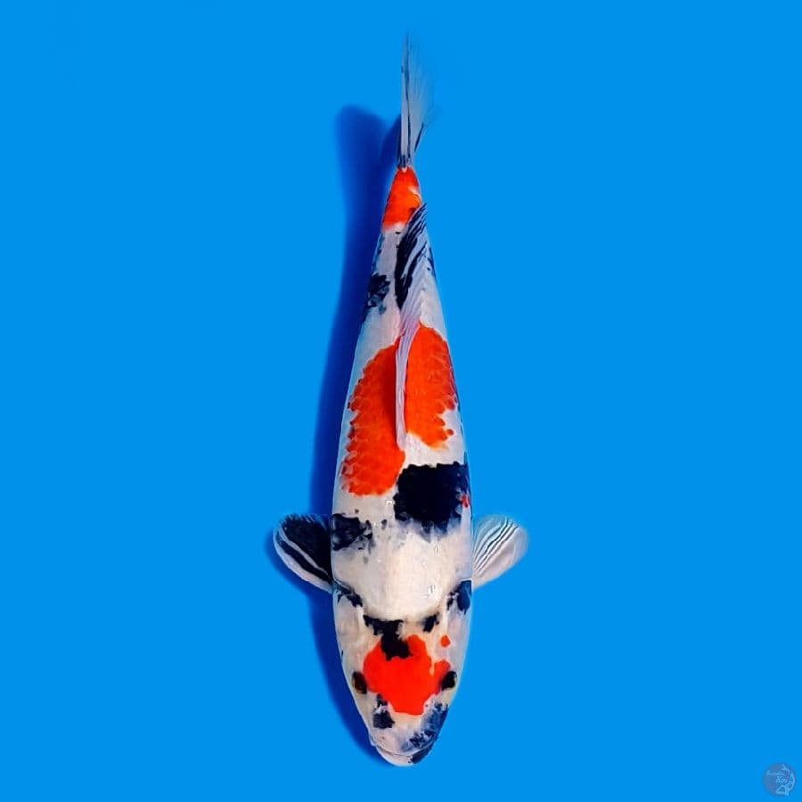 SHOWA HQ 39CM