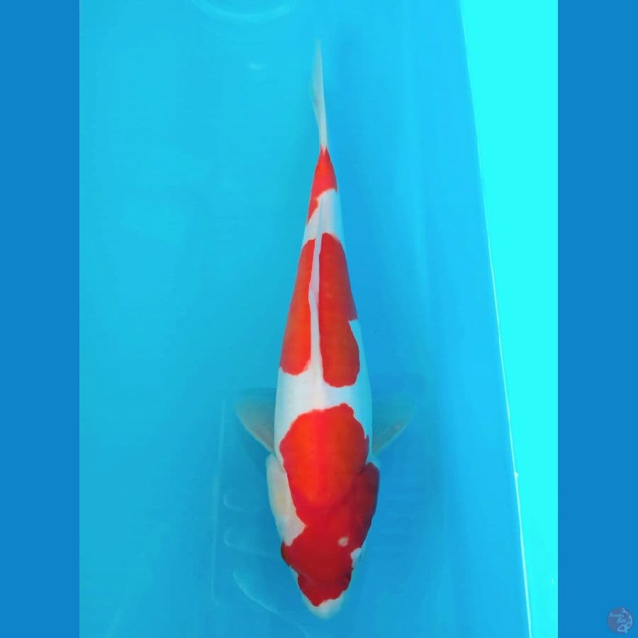 KOHAKU DOITSU 31CM