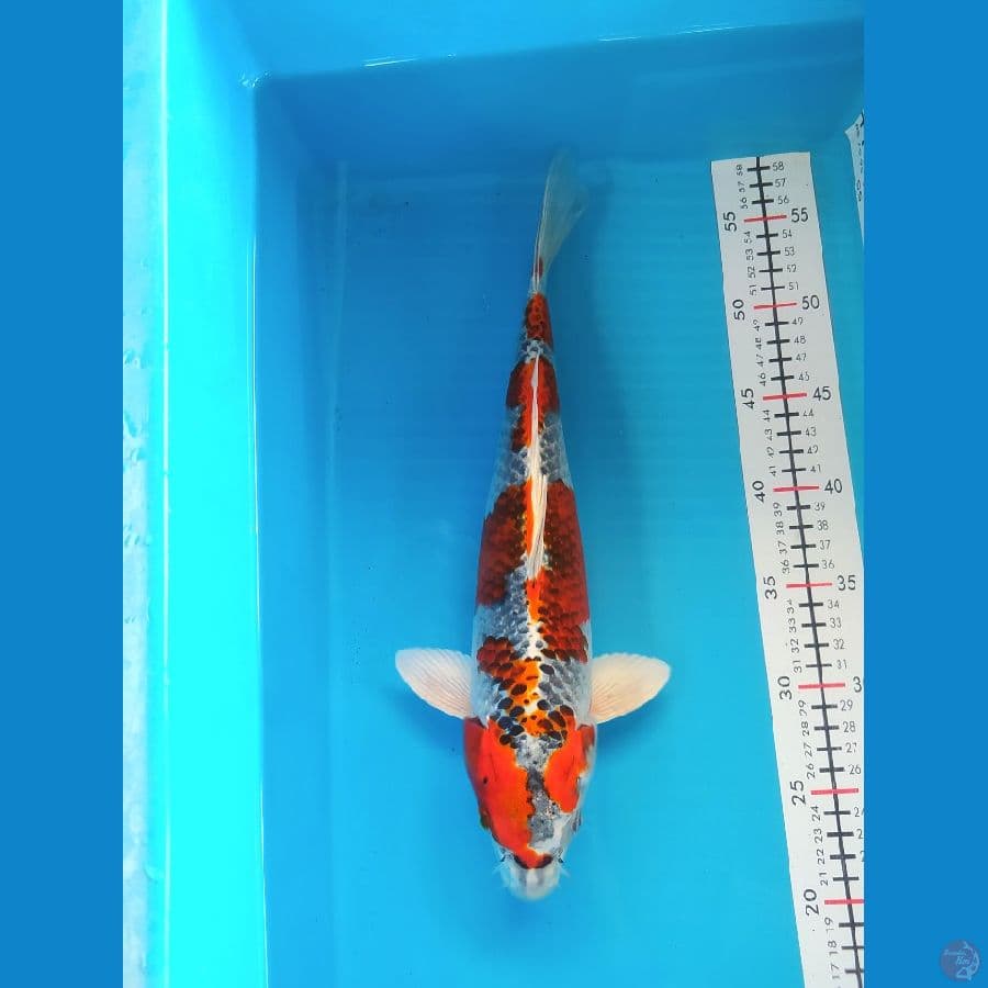 KUJAKU 36 CM FEMALE 