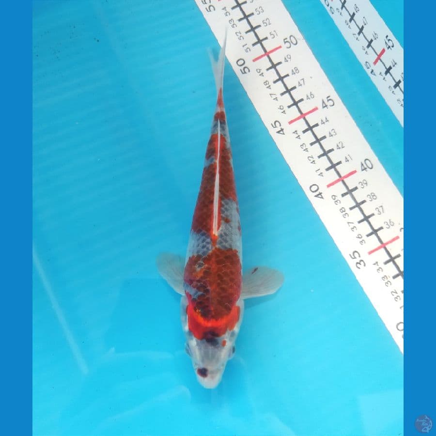 GOSHIKI 20CM FEMALE 