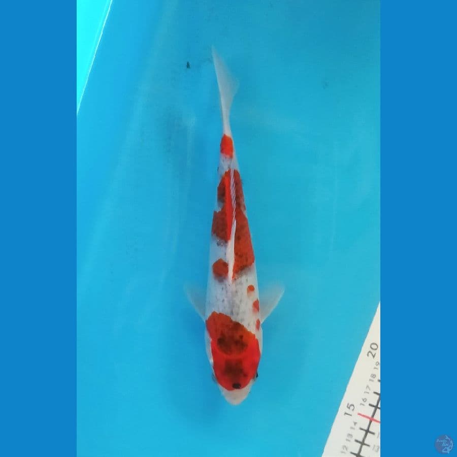 GOSHIKI 23CM FEMALE