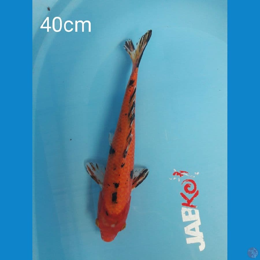 Sanke 40cm.