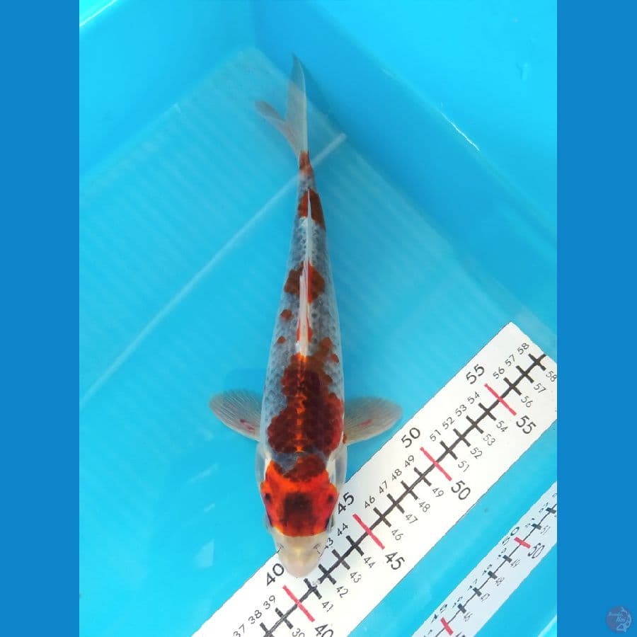 GOSHIKI 26 CM MALE 