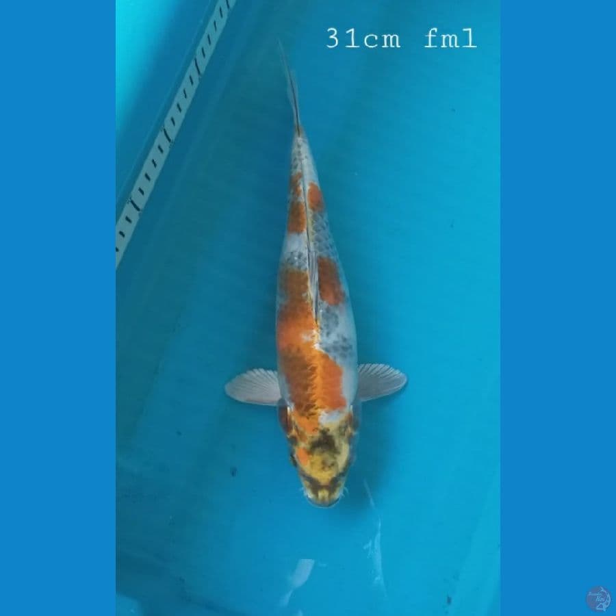 Kin showa 31cm/fml