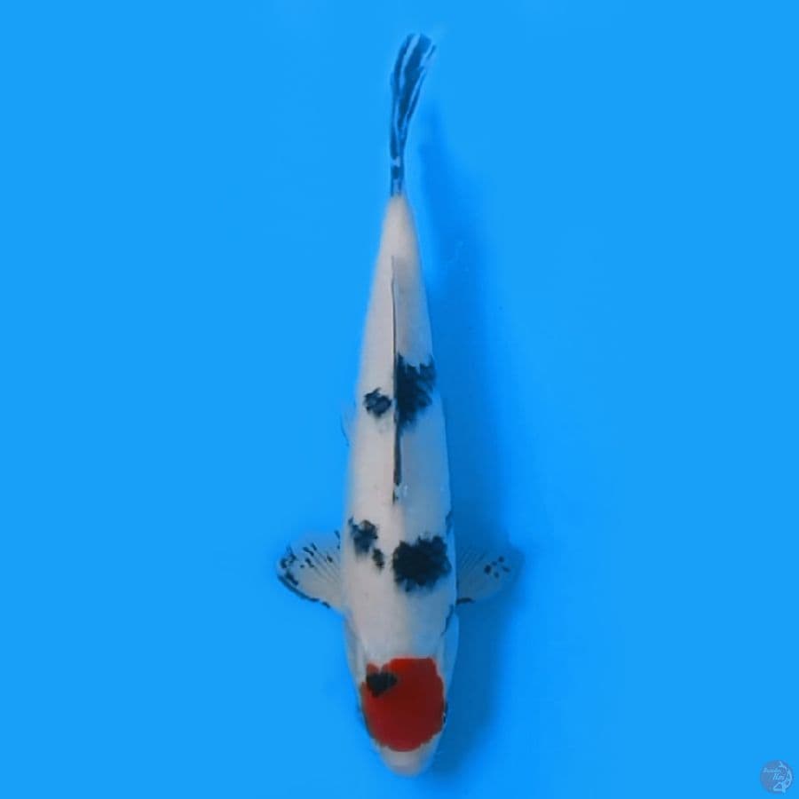 TANCO SHOWA TATEGOI 29cm FEEMALE
