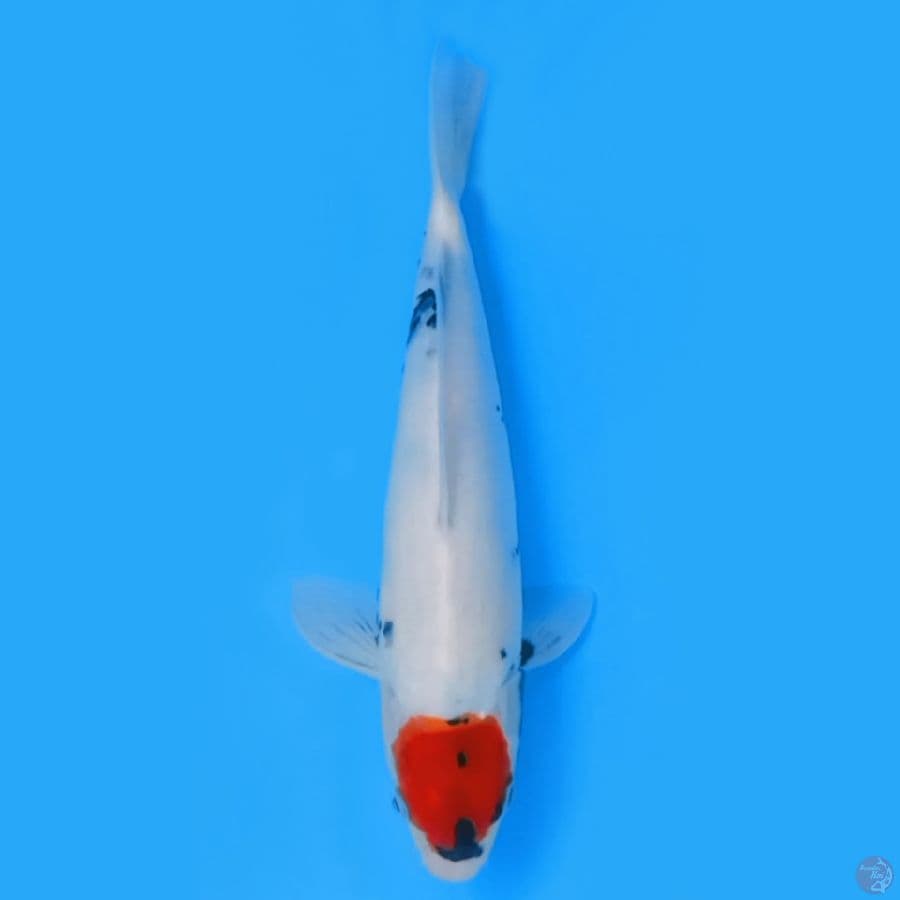 TANCO SHOWA TATEGOI 30cm FEEMALE