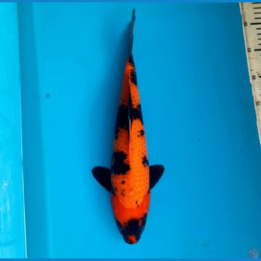 Hi showa tembus 37cm male