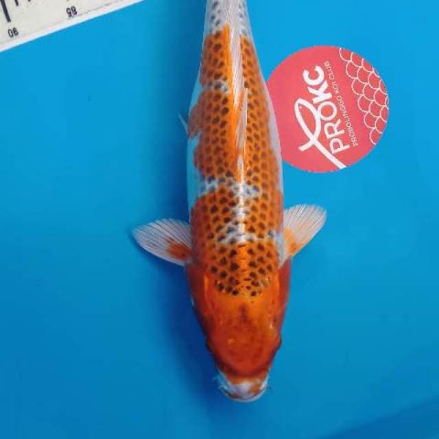 Kujaku female 42 cm