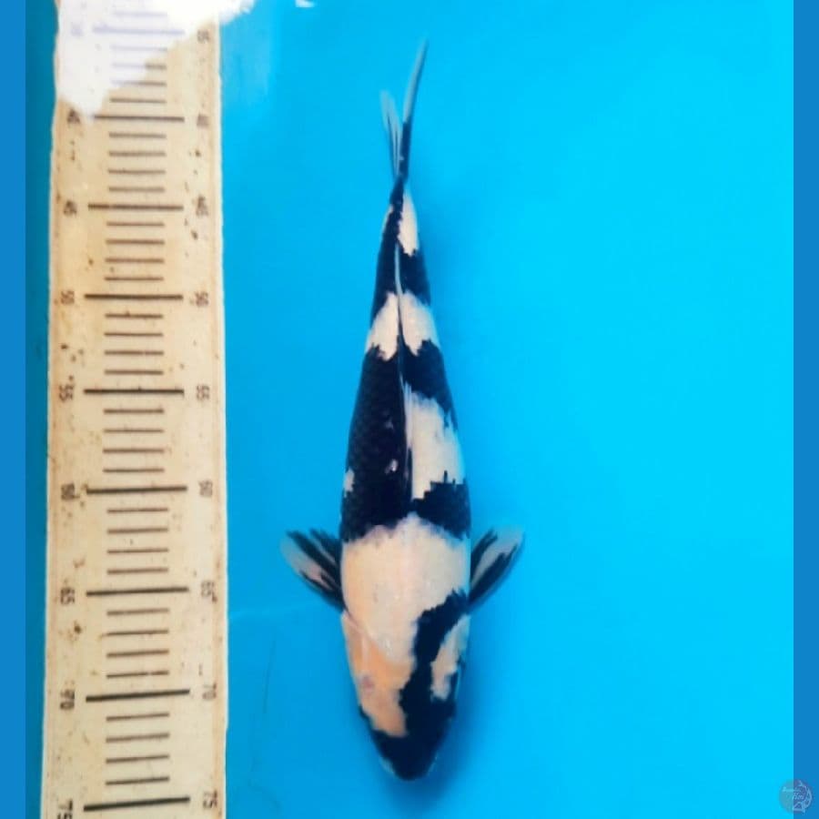 Shiro utsuri 36cm female