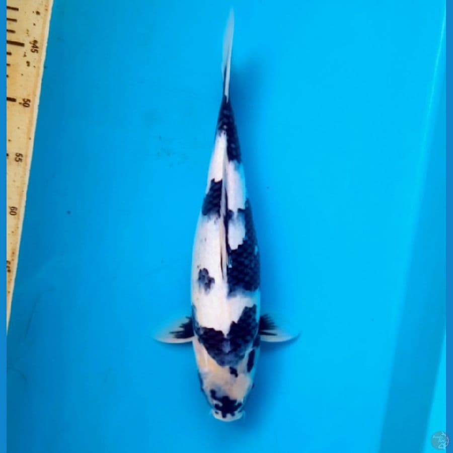 Shiro Niyama KF 36cm female