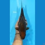 Chagoi Ginrin - 32cm 