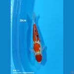 Sanke - 28cm