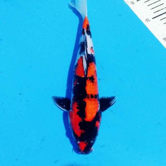 Showa 33cm..merah