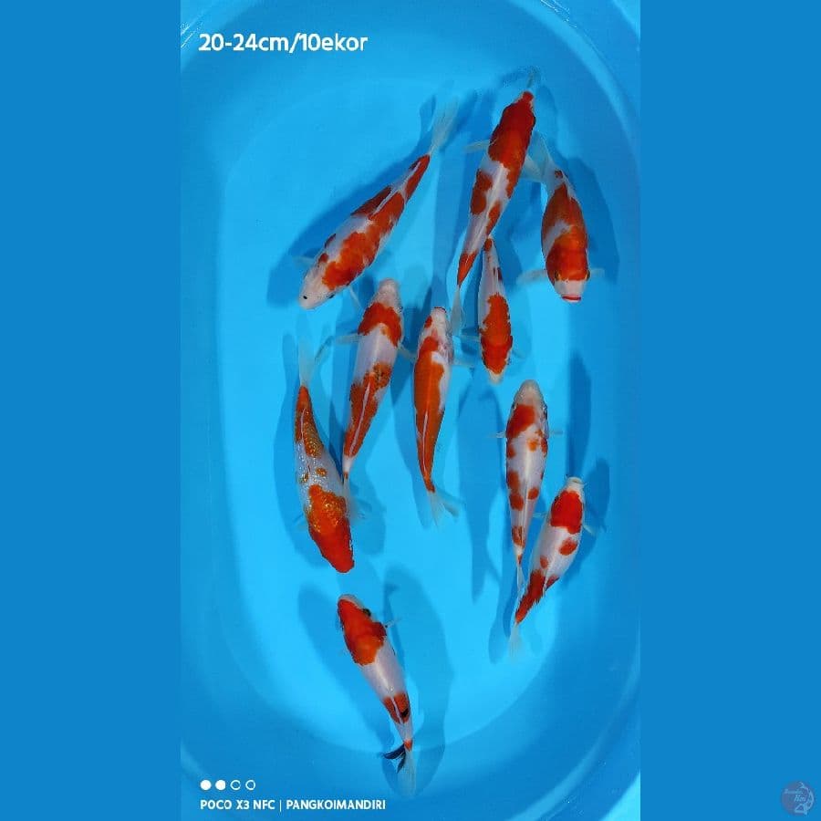 Kohaku. 20-24cm / 10 ekor 