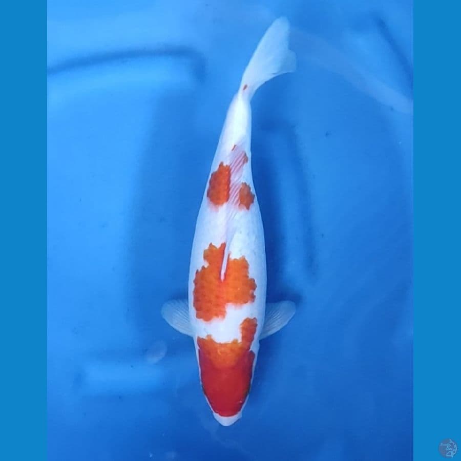 36CM # KOHAKU BERPUNUK
