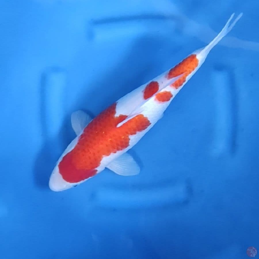 41CM # 3 STEP KOHAKU STRONG