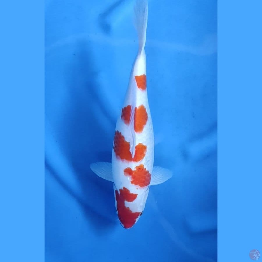 36CM # 5 STEP KOHAKU SUPER