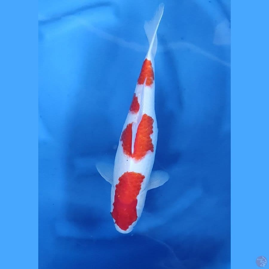 39CM # 4 STEP ORI