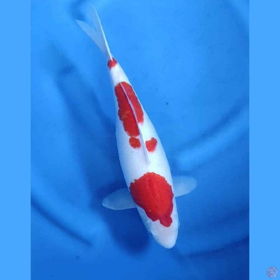 36CM # KOHAKU SUPER HALUS STRONG