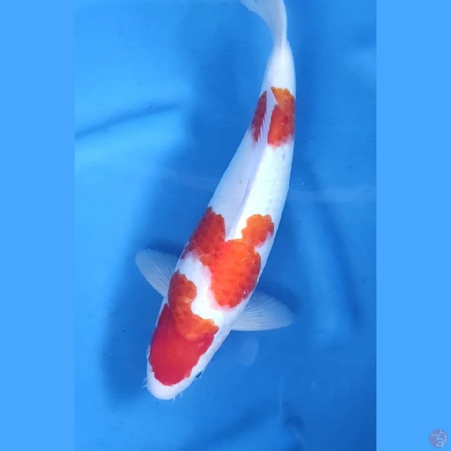 36CM # JANTAN BERPUNUK