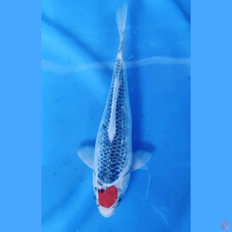 26CM # TANCHO GOSHIKI ORI